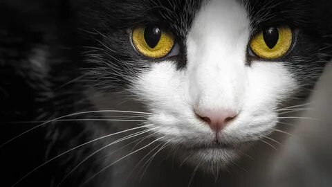 Котята с желтыми глазами