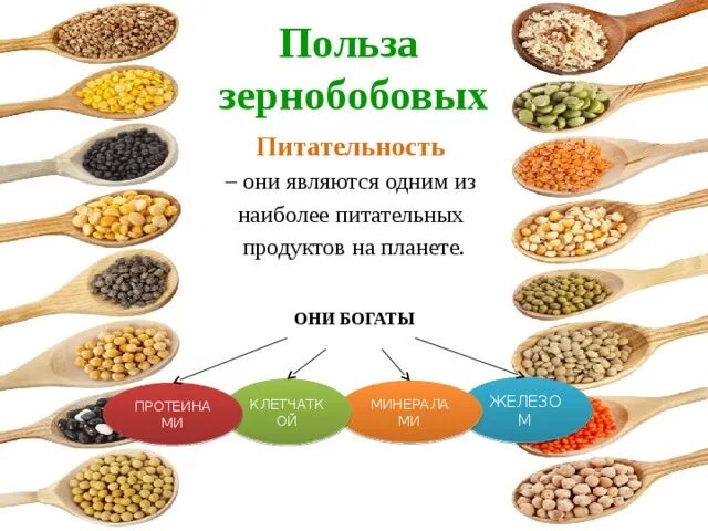 Семена бобовых содержат много. Бобовые продукты список. Бобовые для пищи. Бобовые это какие продукты. Полезные бобовые культуры.