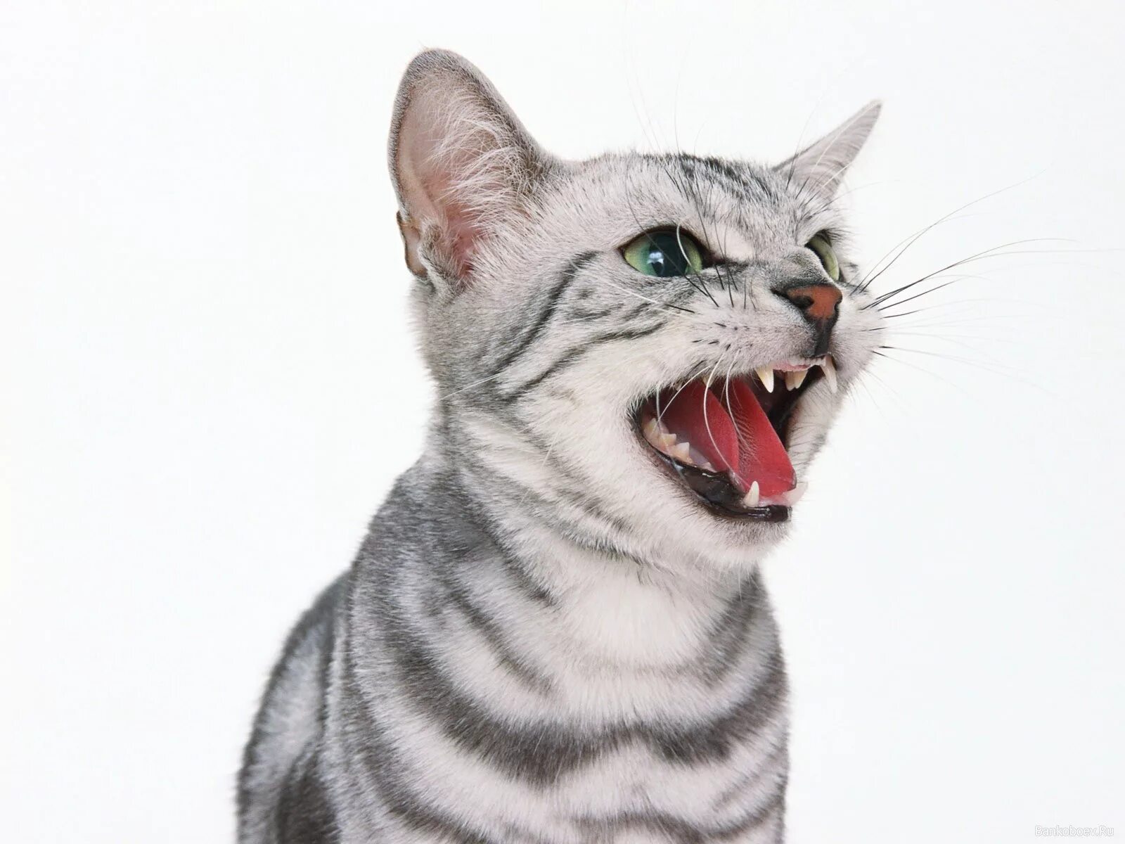 Мяукание кошки