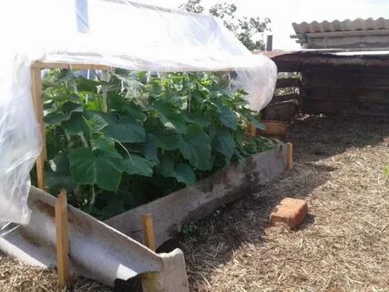 Теплые грядки для огурцов своими руками