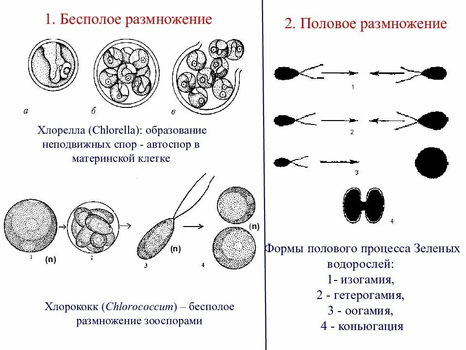 Цикл хлореллы. Цикл размножения хлореллы. размножение хлореллы спорами. бесполое размножение водорослей хлореллы. хлорелла водоросль размножение.