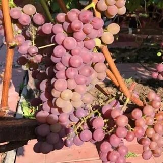 Сорт винограда сомерсет сидлис отзывы