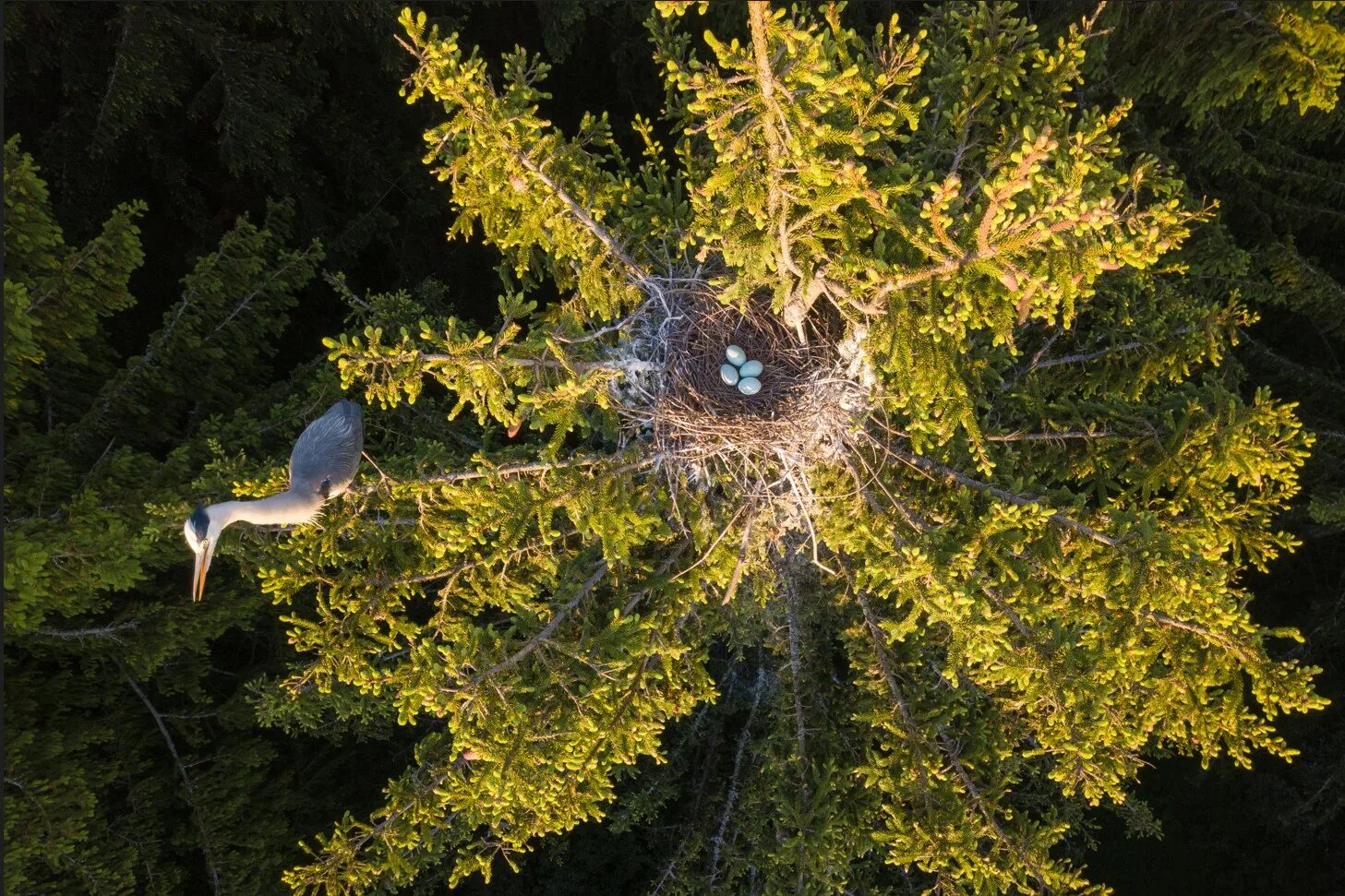 Гнездо Цапли. Сосна гнездо. Гнездо Цапли на дереве. Фотоконкурс русского географического