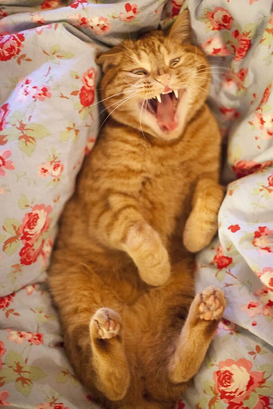 Котик вставай