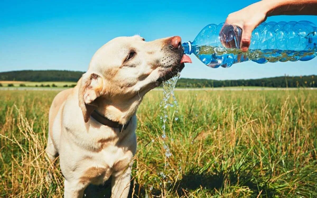 Собака отказывается пить воду. Лето жара животные. Собака спасается от жары. Собака летом жара. Домашние питомцы в жару.