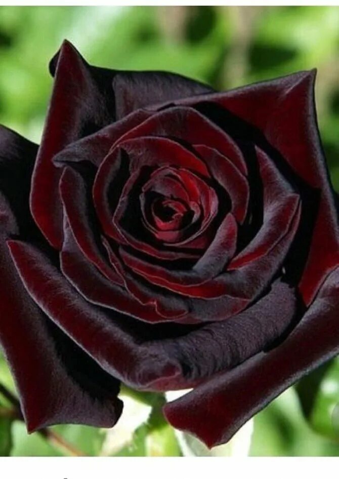 Бордовые розы купить. Сорт розы Блэк баккара.