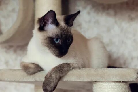День сиамской кошки