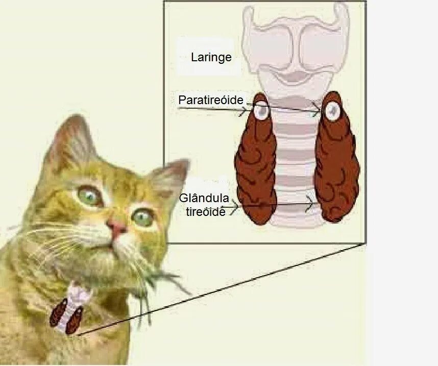 Гортань кошки. Щитовидная железа у кошек анатомия. Строение щитовидной железы собаки.