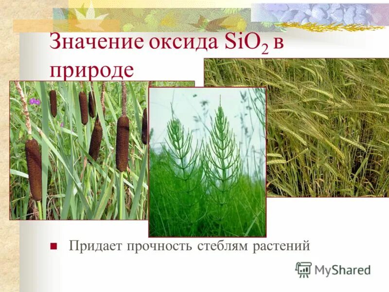 Хвощ полевой корневище. Растения богатые кремнием. Древесные волокна строение. Побег стебель лист и почки. Придает растениям прочность.