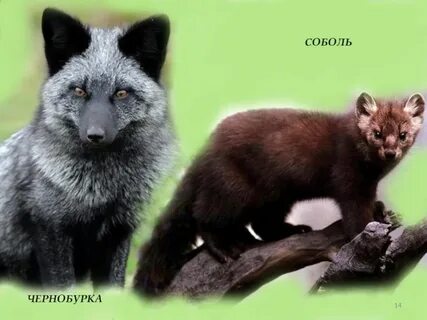 Соболь песец