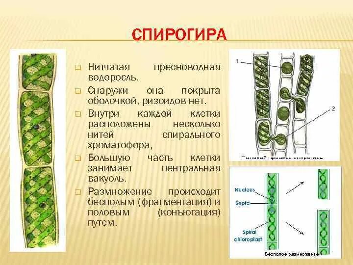 Водоросли дифференцированных клеток. Многоклеточная водоросль спирогира. Зеленые водоросли спирогира. Размножение спирогиры схема. Многоклеточные зеленые водоросли спирогира.