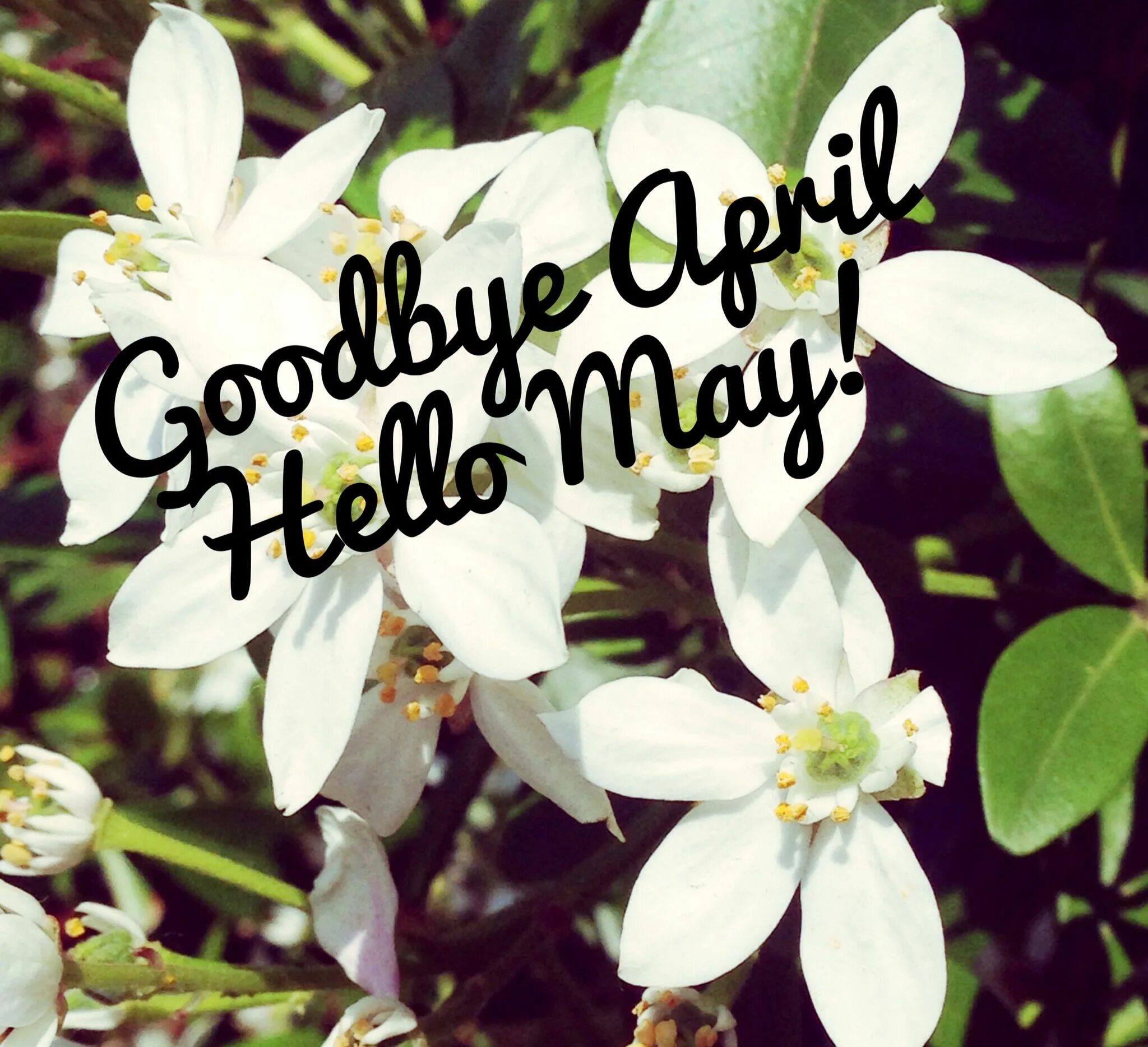 May this month. Гудбай апрель Нелло май. Хелло май. Hello May картинки. Привет апрель.