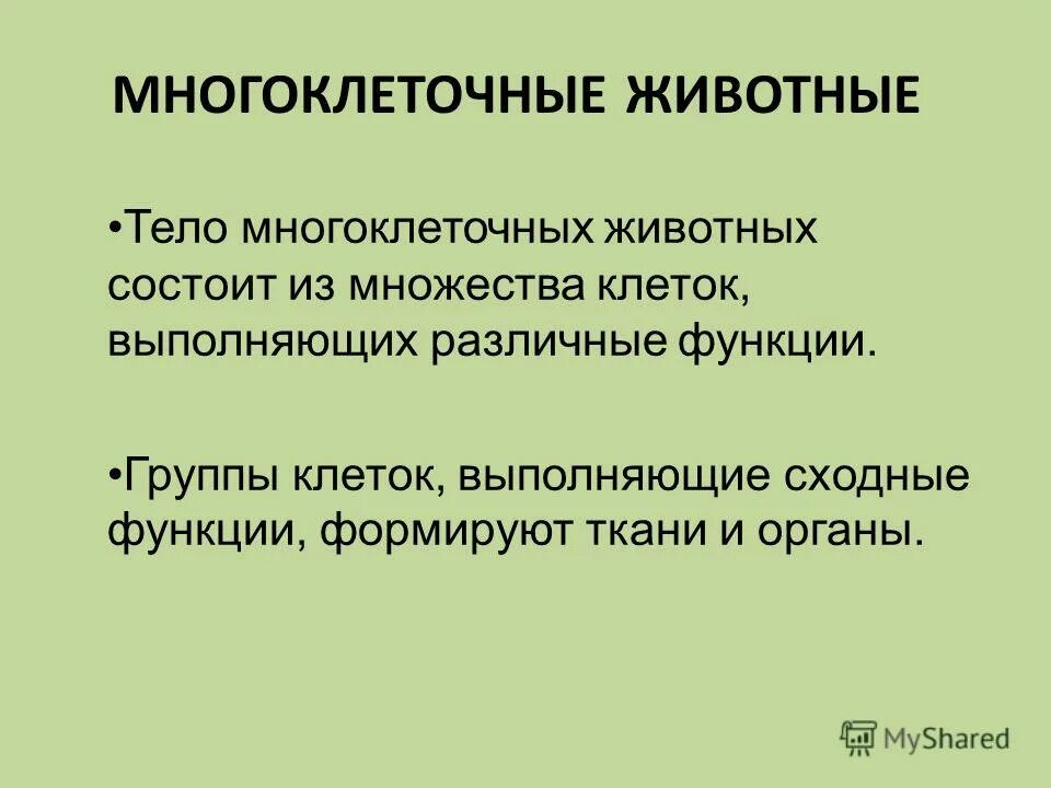 Описание многоклеточных животных. Многоклеточные животные. много клетотчные животные. особенности многоклеточных организмов. признаки многоклеточных животных.