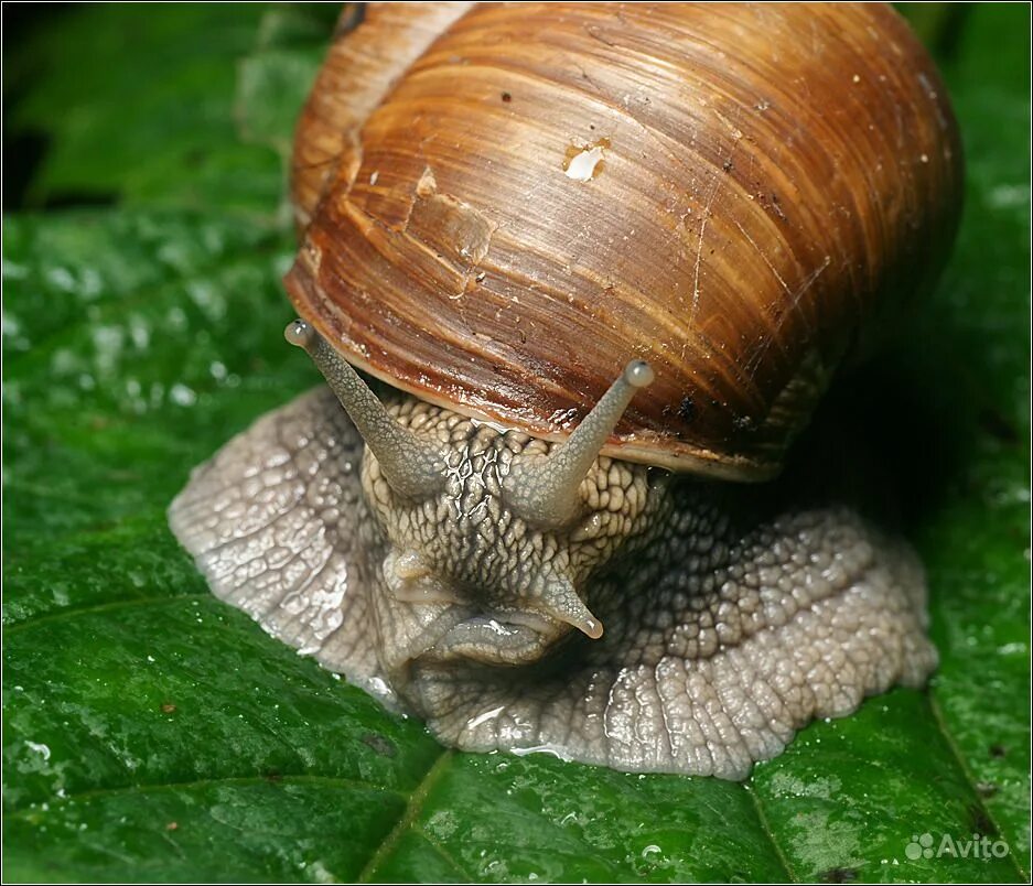 Helix pomatia Виноградная улитка. Виноградная улитка фильтратор. Дитеныш Виноградная улитка. Виноградная улитка съедобная.