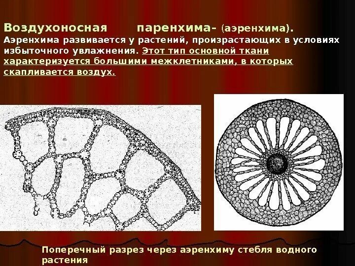 Органы прикрепления большая плодовитость паренхима. Анатомическое строение стебля кукурузы. Поперечный срез черешка листа бегонии. Функции запасающей паренхимы. Паренхима ткань растений.