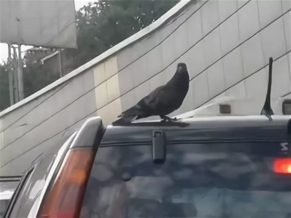 Сбитый машиной голубь. Голуби на крыше машины. Птицы поклевали крышу автомобиля. Голубь сел на машину. Птица едет на машине.