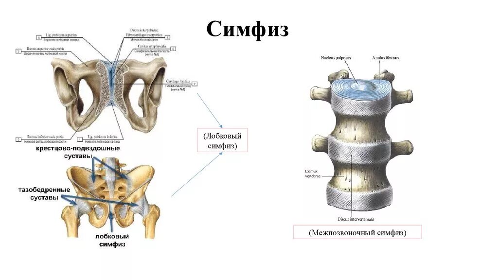 Лобковый симфиз соединение костей. Лобковый симфиз вид соединения костей. Лобковый симфиз Тип сустава. Лобковый симфиз сустав анатомия.