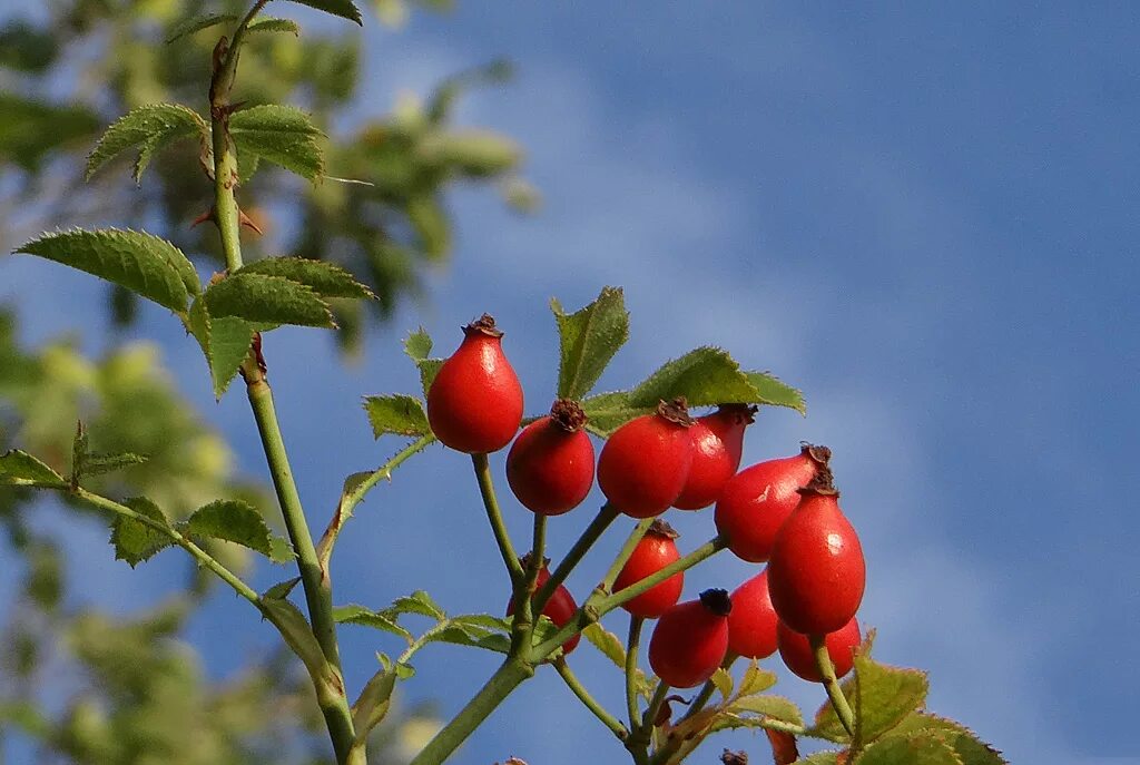 шиповник 2 года