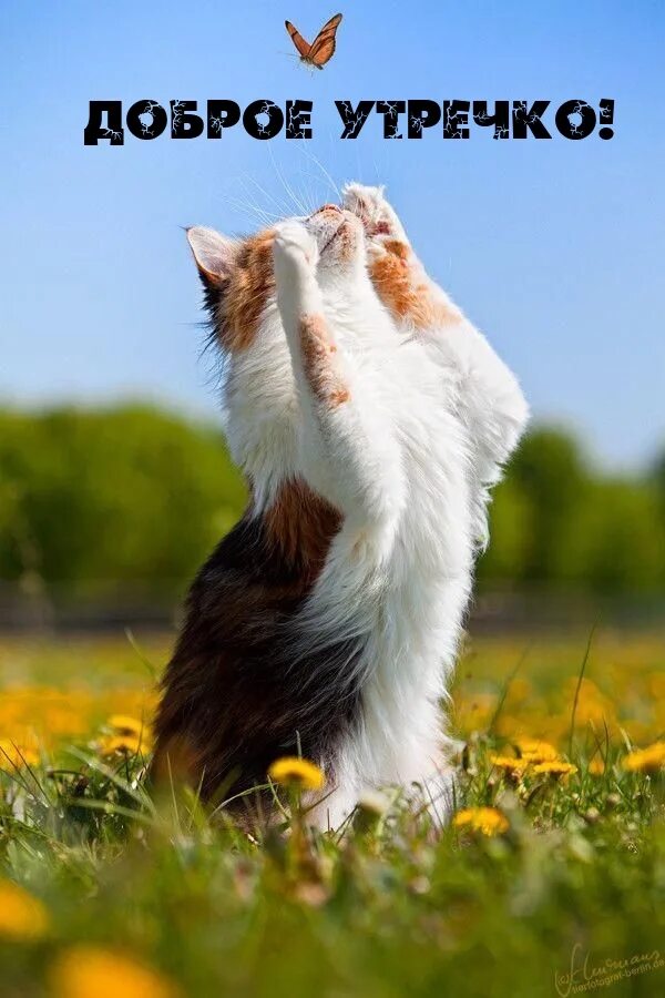Радуемся утру картинки. Кошка на солнышке. Котики на природе. Летний кот.