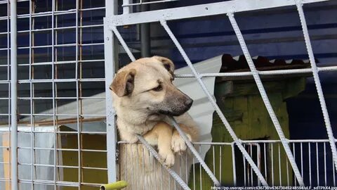 Контроль безнадзорных животных