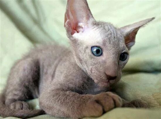 сфинкс (порода кошек). канадский сфинкс браш. порода донской сфинкс браш. донской сфинкс браш. донской сфинкс котята.
