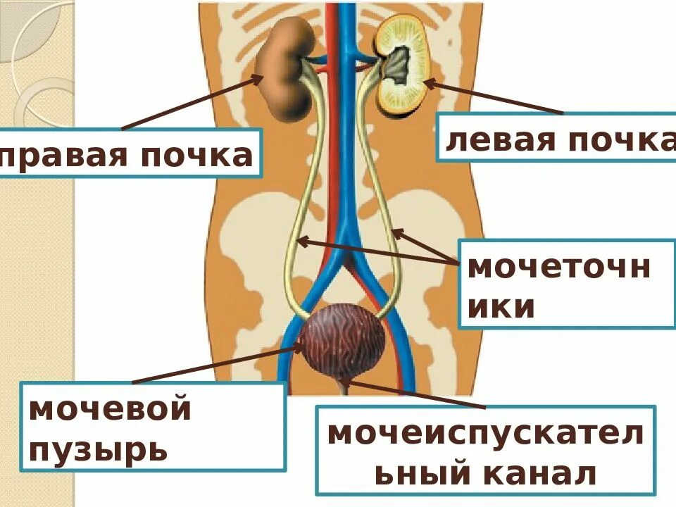 Правая почка. Правая почка левая почка. Правая почка больше левой. Правая почка меньше левой