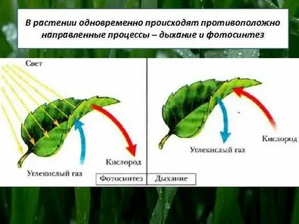 Листья растений дышат
