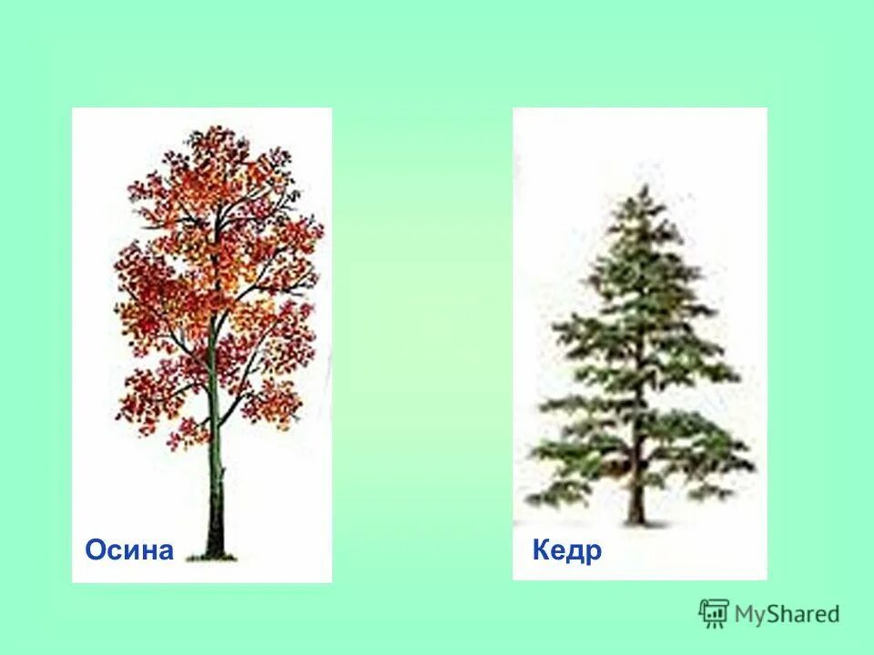 Осина температура. Осина рисунок. осина для дошкольников. осина крона. осина картинка для детей.