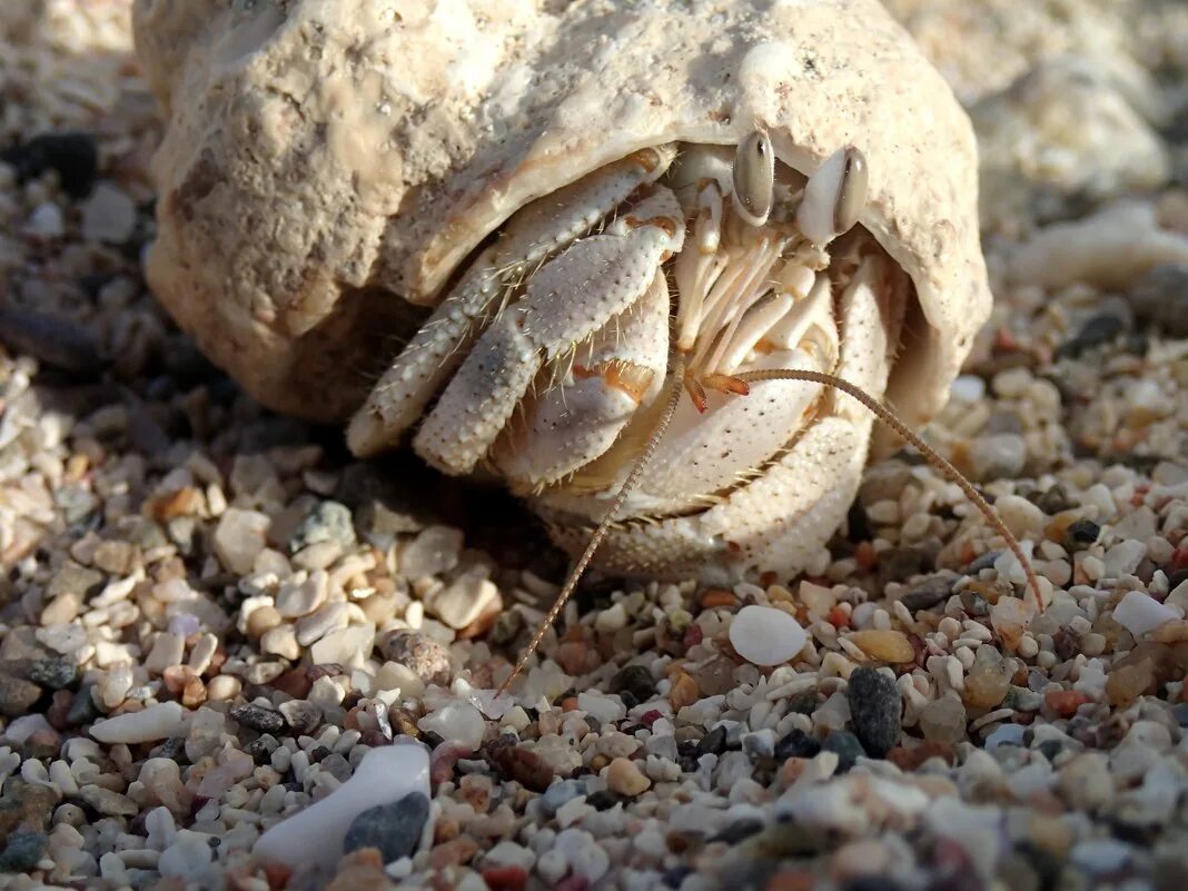 отшельник ранее сканворд. Pagurus ochotensis. жизнь монаха отшельника. монах аввакум валаам. рак-отшельник (pagurus pubescens).