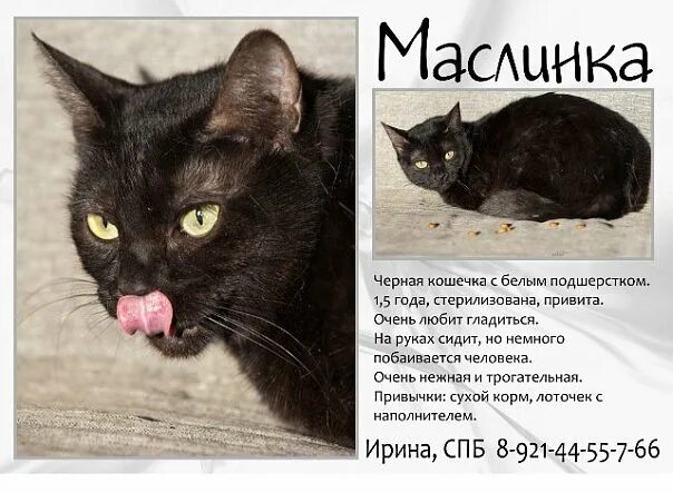 Как назвать черно белую кошечку. Кличка для черной кошки. имена для черных кошек. имя для чёрного котёнка. как назвать черную кошечку.