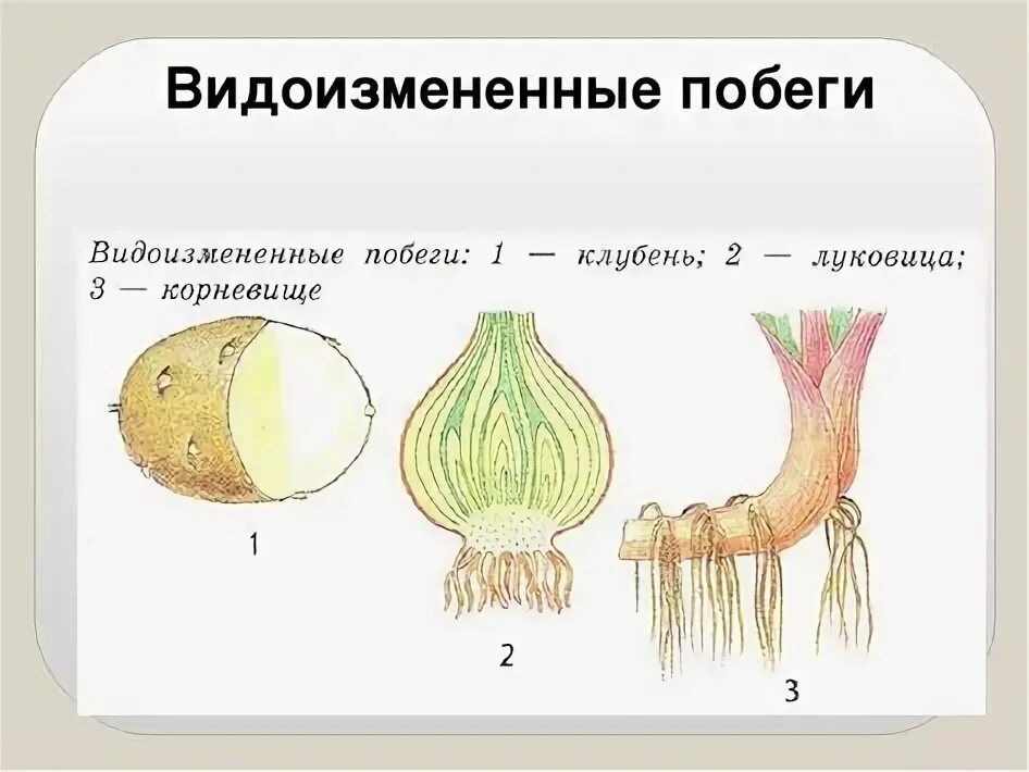 Чем отличается луковица от корневища. Что такое корневище клубень и луковица биология. видоизмененные побеги схема подземные. строение корневища клубня и луковицы. подземные побеги 6 класс биология.