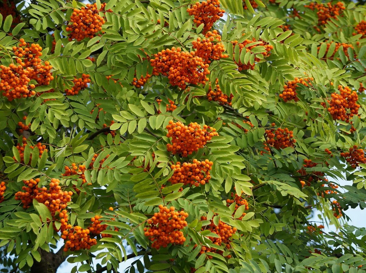 Рябина обыкновенная Sorbus aucuparia. Sorbus amurensis. Рябина обыкновенная многоствольная. Sorbus aucuparia edulis (рябина обыкновенная).