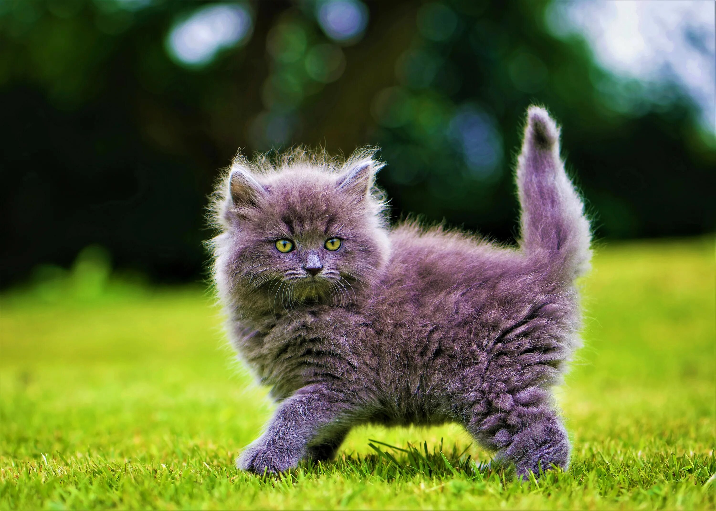 Пушистые котята. Красивые котята. Пушистая кошка. Пушистый котик. Картинка пушистый котенок