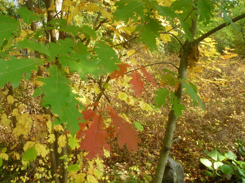 Краткая информация про дуб. Описание осеннего дуба. 2 предложения про дуб осенью. Осенний дуб. Дуб осенью описание.