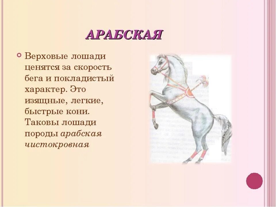 Скорость лошади в километрах в час. Скорость бега лошади. Максимальная скорость лошади. Скорость бега лошади максимальная. Скорость лошади лошадь.