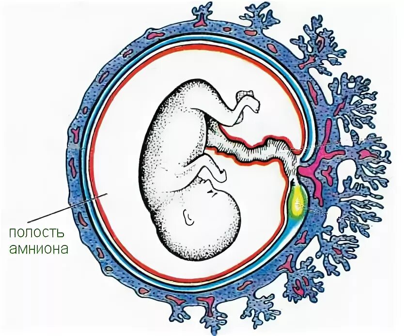 Амниотическое яйцо пресмыкающихся. Амниотическая оболочка плаценты. Зародышевые оболочки амнион и хорион. . Амниотическая оболочка (амнион. Амнион и хорион человека.
