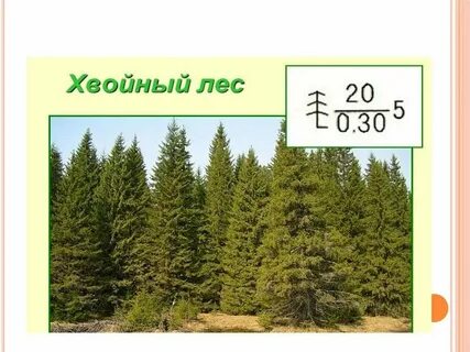 Хвойным лесом под цифрой 3
