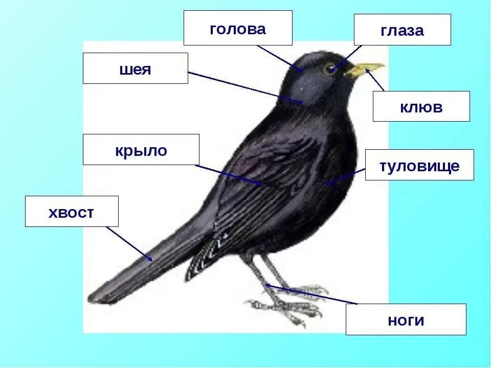 Строение перелетных птиц. Строение тела птицы. Строение птицы для детей. Строение птицы для дошкольников.