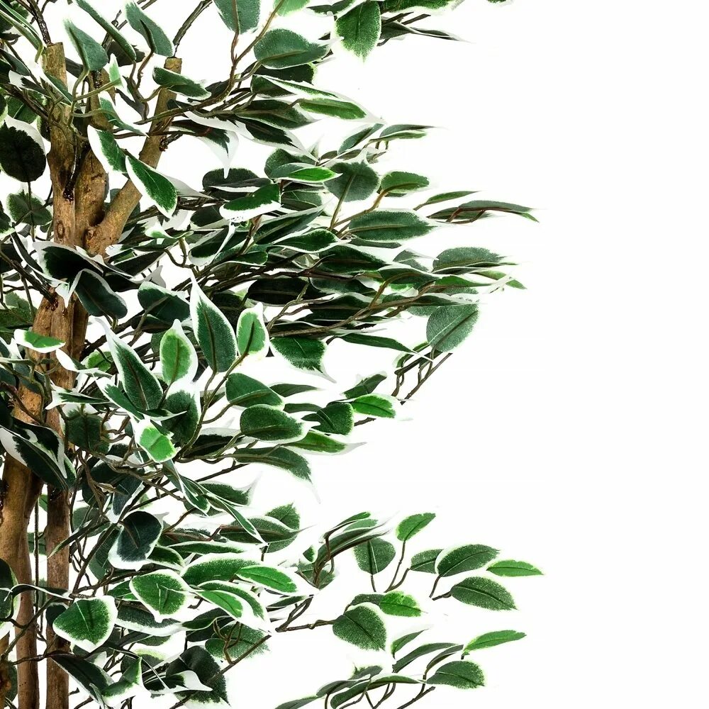 Растения в интерьере офиса. Икус. Фикус миранда. Фикус бенджамина эстетика. Икус.