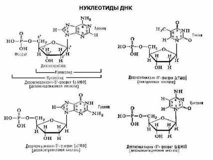 Каждый нуклеотид дезоксирибонуклеиновой кислоты обязательно содержит
