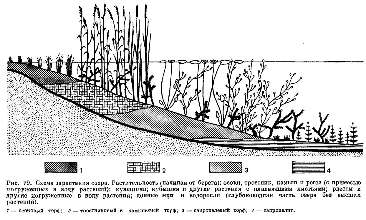 Морфологическая структура водоема. Схема зарастания озера водной растительностью. Ярусность болота схема. Ярусность водоема схема. Структура болота ярусность.