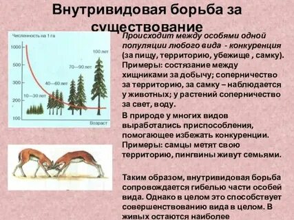 Укажите пример внутривидовой борьбы