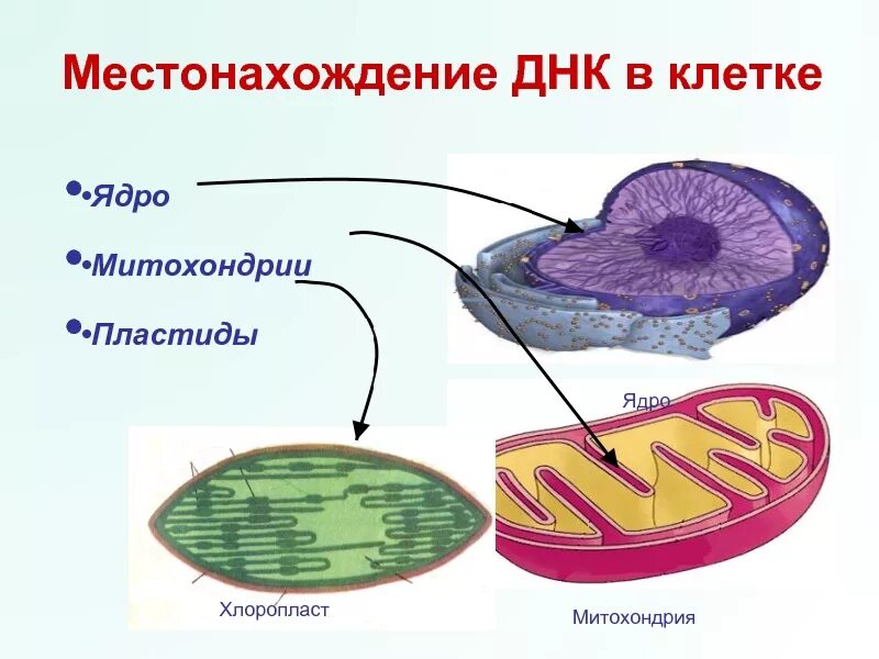 Днк находится в каждой клетке. Ядро митохондрии пластиды. Митохондрии и хлоропласты.