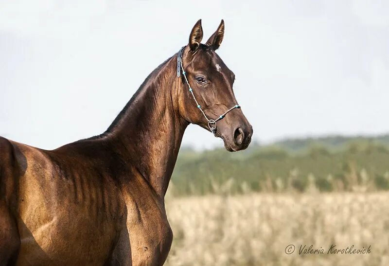 Красивый украшенный ахалтекинской лошади фото конкурс красоты. Дикие лошади 2014. Кадры с лошадьми. Галоп лошади по кадрам. Чуканов вячеслав михайлович.
