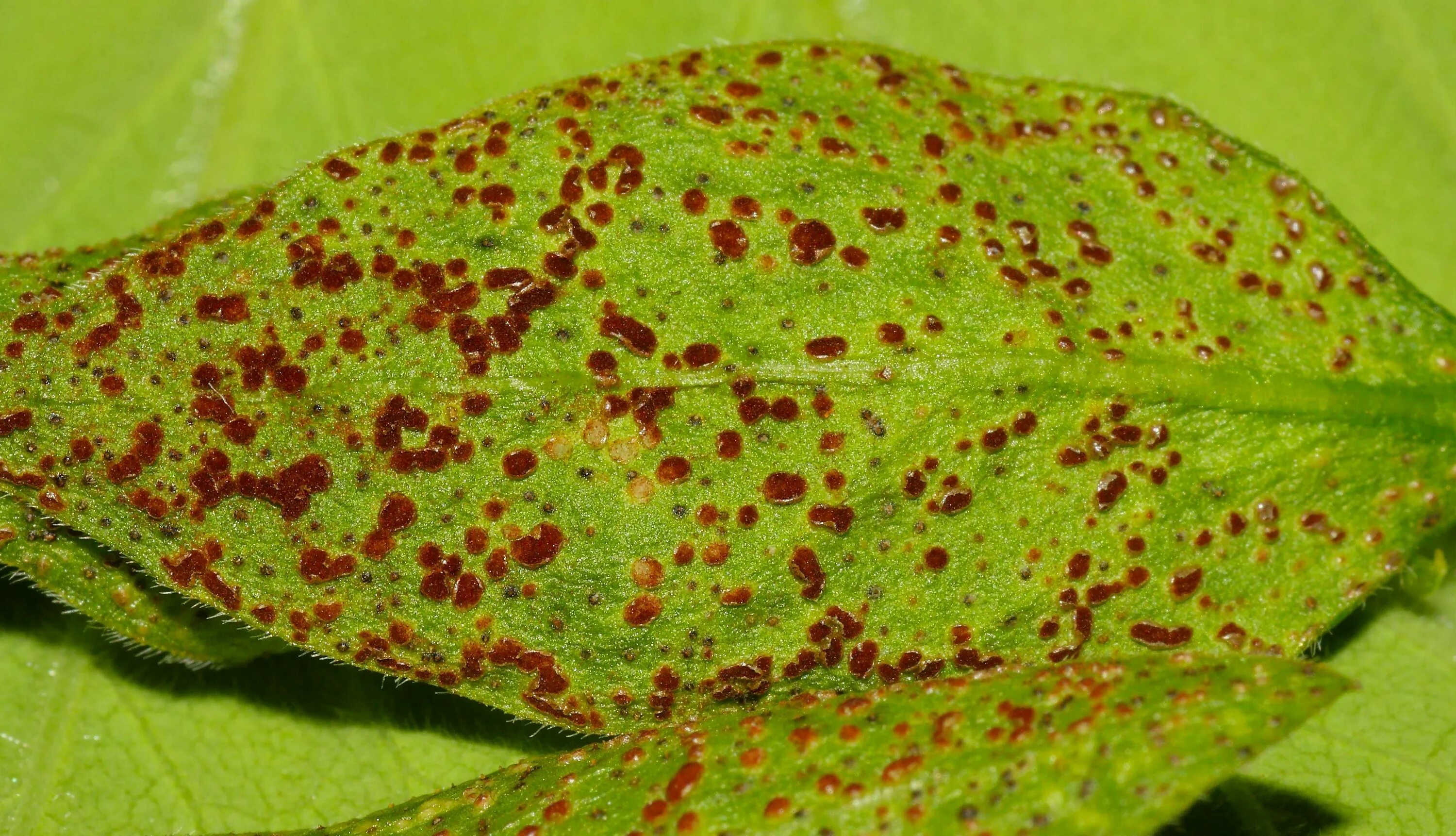 Plant disease. Ржавчинный гриб паразит. Ржавчина , пятнистость, мучнистая роса. Пустулы ржавчины. Энтомоспориоз груши.