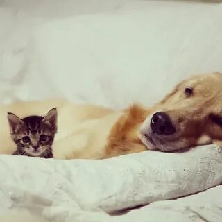 Котят есть собака