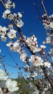 Анасы мен ұлымен жыныстық қатынас