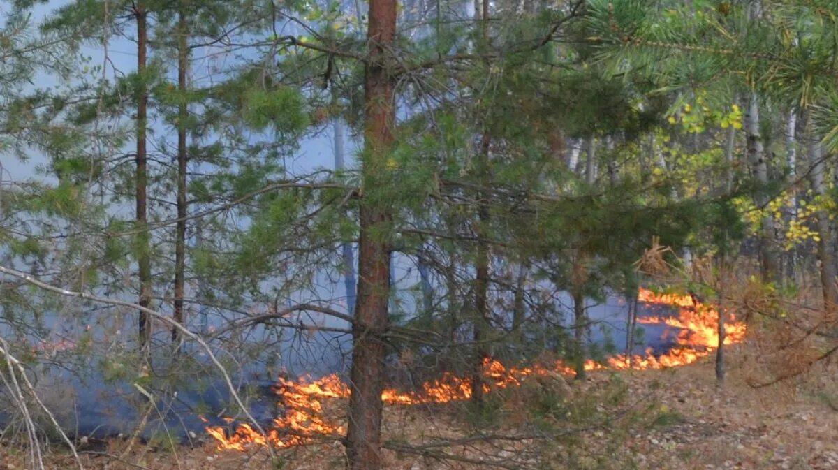 Погода в нижнем икорце. Загорание леса в Лискинском районе Воронежской области. Нижний Икорец Лискинский район. Лискинский лес горит. Лиски лес.