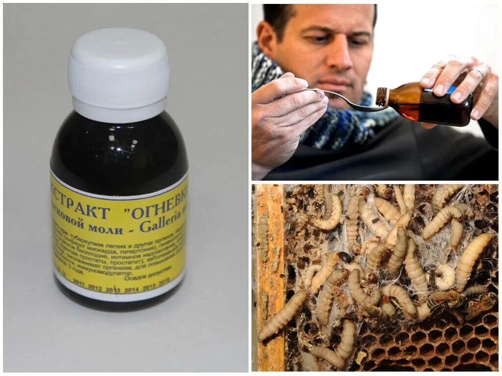 Пжвм применение. Огневка пжвм. Пжвм восковой моли. Пжвм продукт жизнедеятельности восковой моли. Пжвм продукт жизнедеятельности огневки.