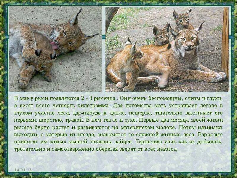 Сообщение о рыси 4 класс. Презентация на тему рысь. рассказ о рыси. рысь презентация 3 класс. доклад про рысь.